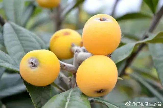 2023年黃土枇杷采摘時間揭秘，錯過等一年，快來嘗鮮！，2023黃土枇杷采摘季，錯過再等一年，速來品鑒新鮮美味！