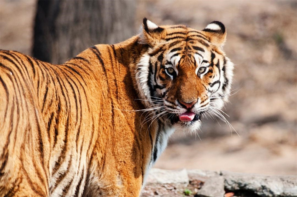 奧門猛虎報資料網(wǎng)站,正版猛虎報資料，奧門猛虎報資料網(wǎng)站正版資料匯總