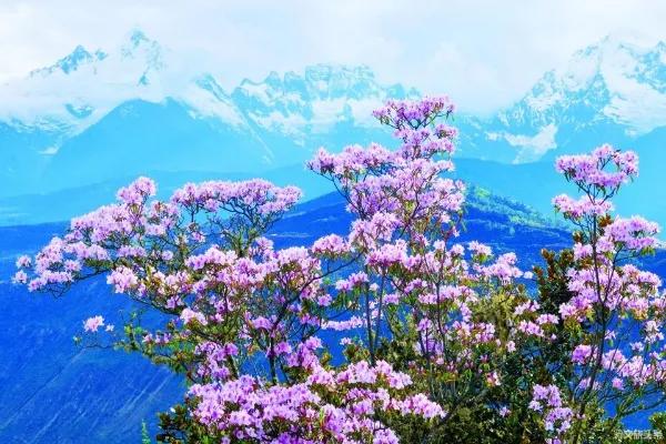 貢山到德欽最新消息，貢山至德欽最新動態(tài)簡報