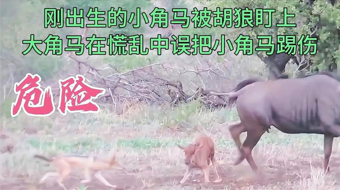 特馬可能是馬豬，特馬與馬豬的神秘關(guān)聯(lián)