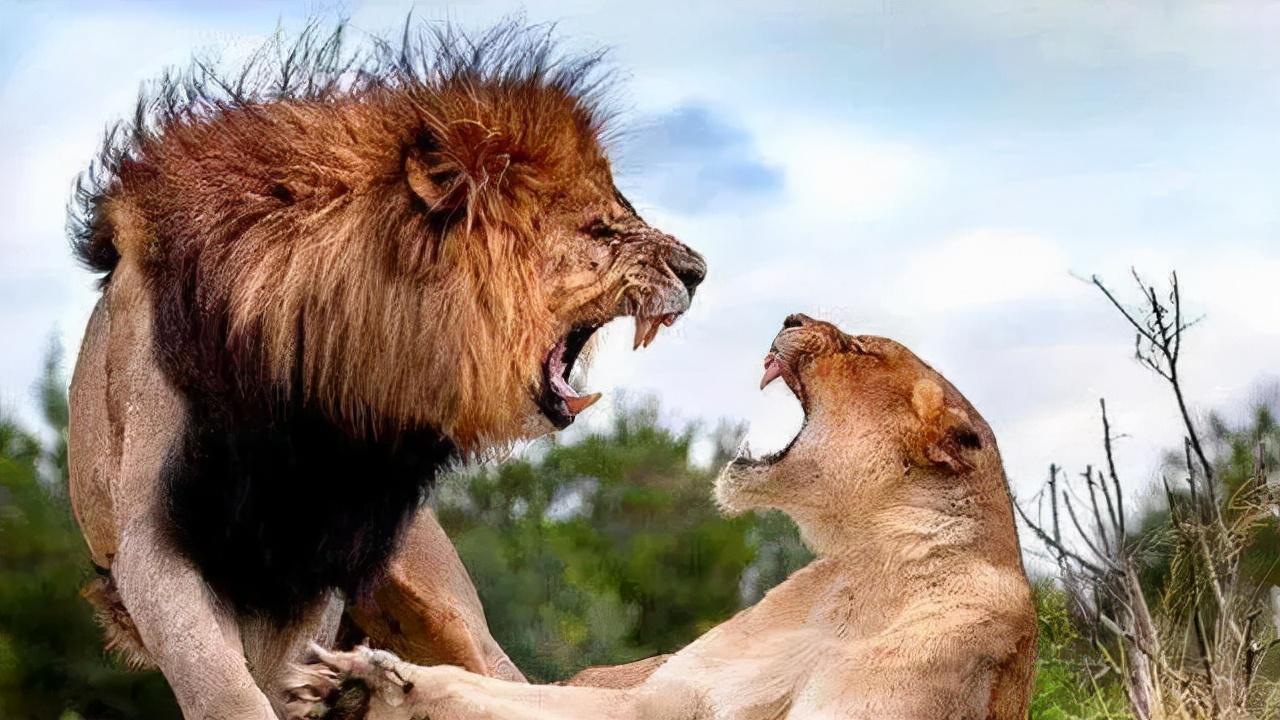 最新動(dòng)物世界獅子視頻，最新動(dòng)物世界獅子視頻，揭秘獅群生活