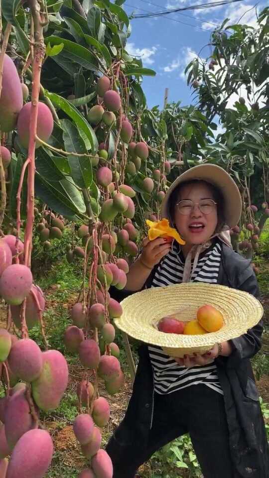 大豐收716678，大豐收716678，碩果累累的喜悅瞬間
