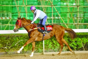 澳門今晚四不像資料,澳門今晚四不像資料跑馬圖，澳門四不像資料與跑馬圖的警示，警惕違法犯罪風(fēng)險(xiǎn)