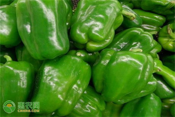青椒價(jià)格最新行情走勢(shì)，青椒價(jià)格行情最新走勢(shì)分析