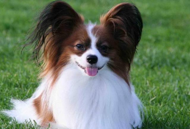 管家打一生肖動物，管家對應(yīng)的生肖動物，忠誠之犬。