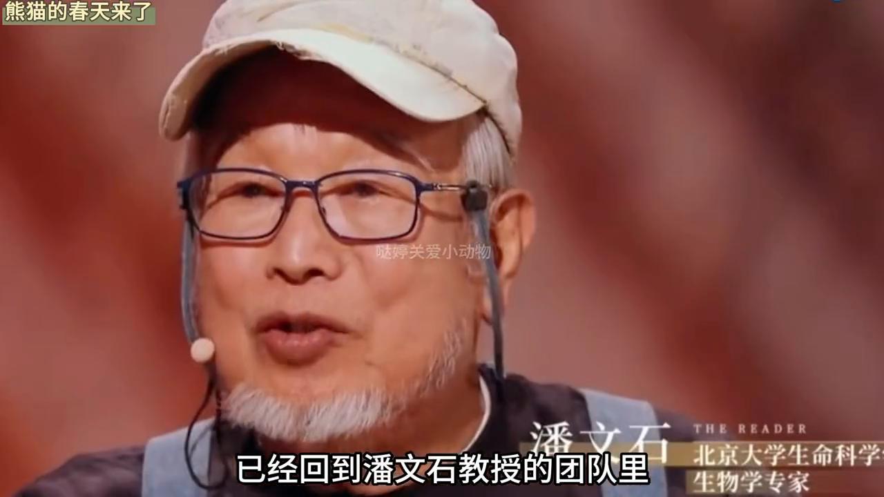 揭秘美香熊貓最新狀態(tài)圖片，萌態(tài)可掬，生活習(xí)性引關(guān)注，美香熊貓萌態(tài)寫真曝光，生活習(xí)性揭秘引網(wǎng)友熱議